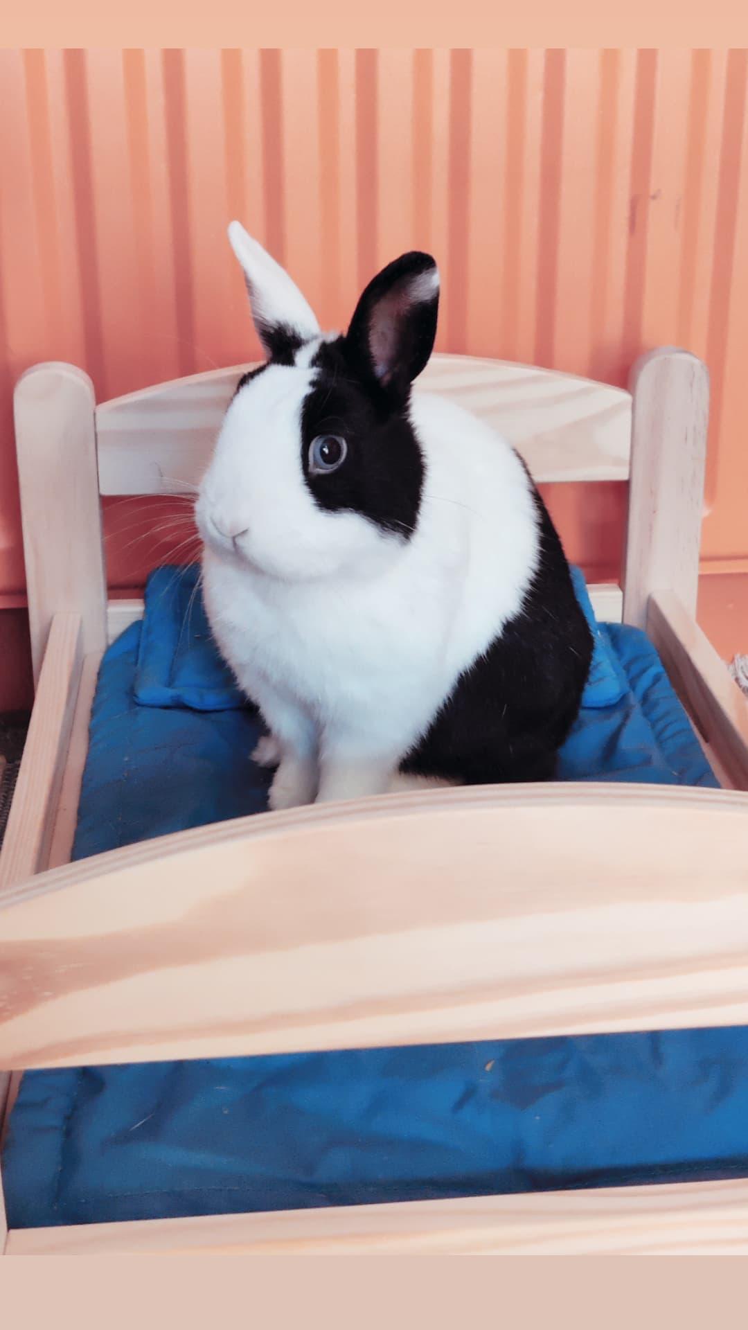 // Isabella // Izzy Deadyet // 🏳️‍🌈 on Twitter "This little man is so