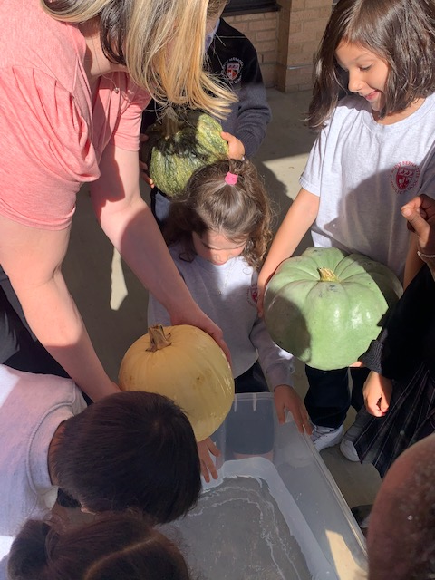 StBern_school's tweet photo. Fun with pumpkins! Our first graders investigated pumpkins last week. They measured and weighed different kinds of pumpkins, and whether they would sink or float. Photo Credit: Mrs. O'Hara #stbcardinals #stbernschool #funfallactivities https://t.co/5pf5pOoAK4