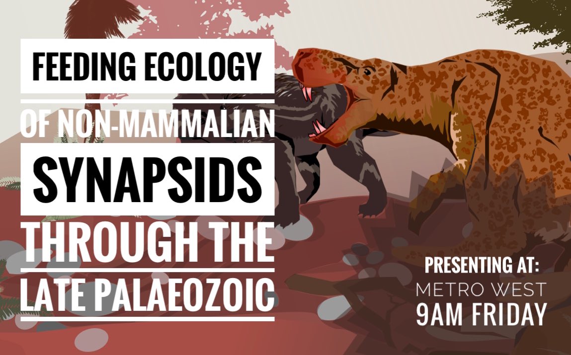 I’m presenting a talk on some of my research FRIDAY at 9AM so stop by if you’re at #2022SVP and interested in non-mammalian #synapsids & the evolution of terrestrial carnivores in the late Palaeozoic! Here’s a sneak peek: