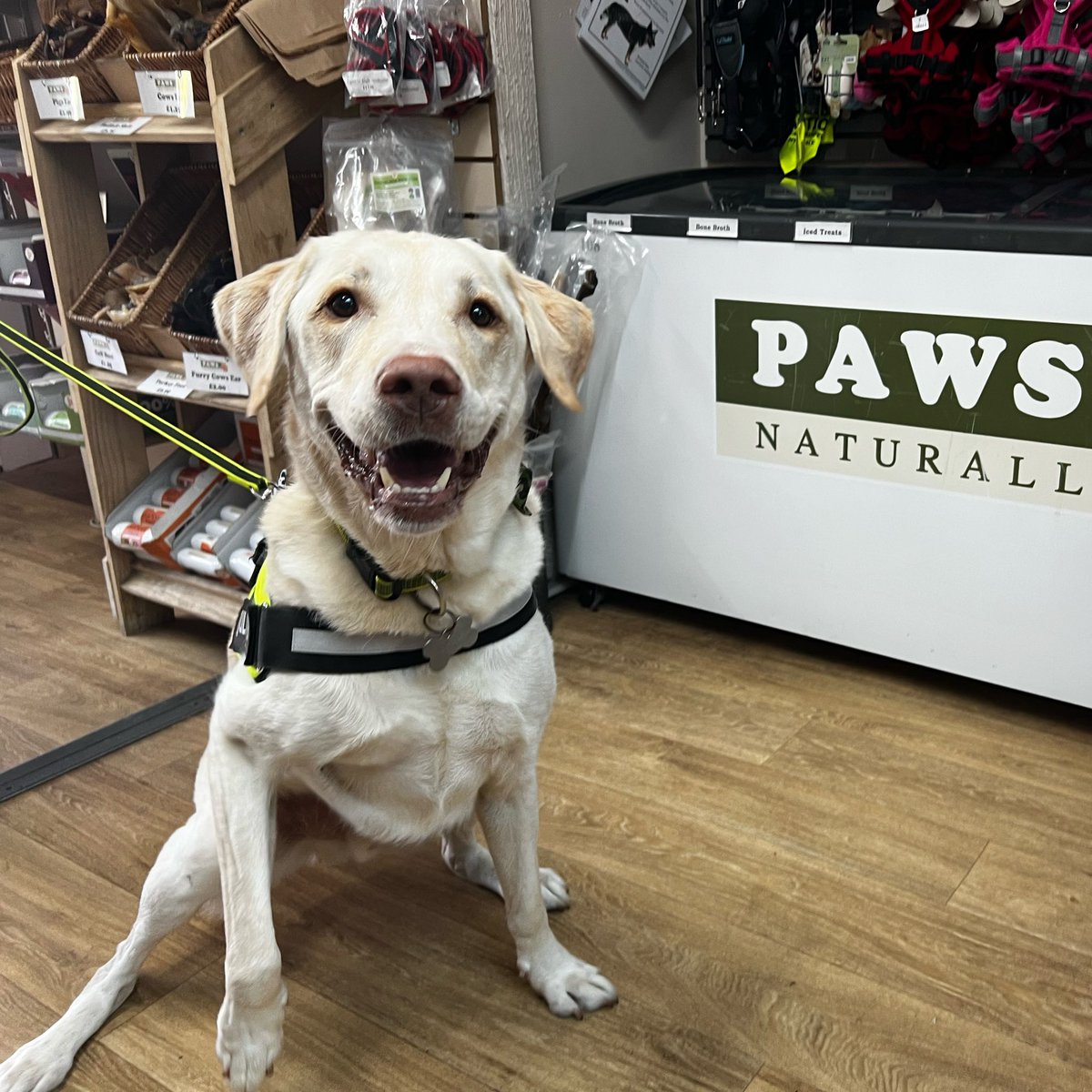 PawsNaturally's tweet image. Smile it’s almost the weekend! 🎉

#smile #weekendfeeling #labrador #labradorretriever #DogsofTwittter