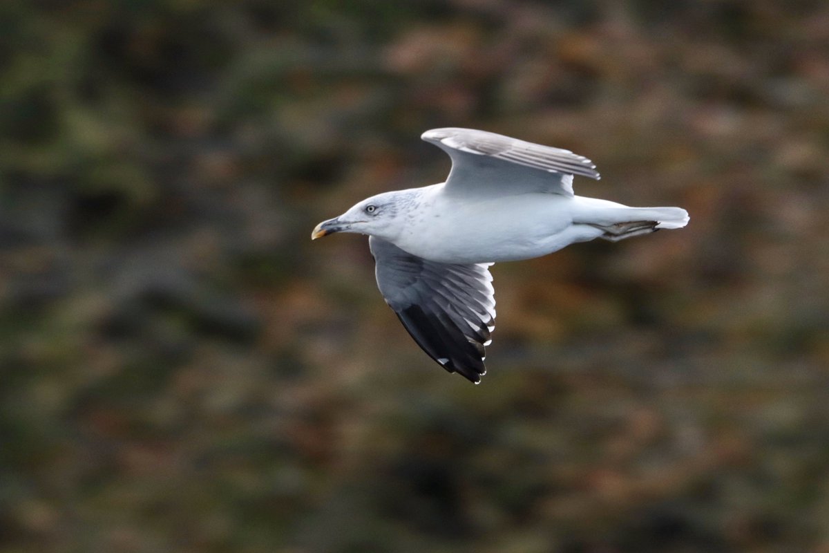 An afternoon around Roundhay Park with @eckersley_joe. Barely any ducks Lesser Black-Back Gull 10+ Parakeets @nybirdnews @ForpLeeds