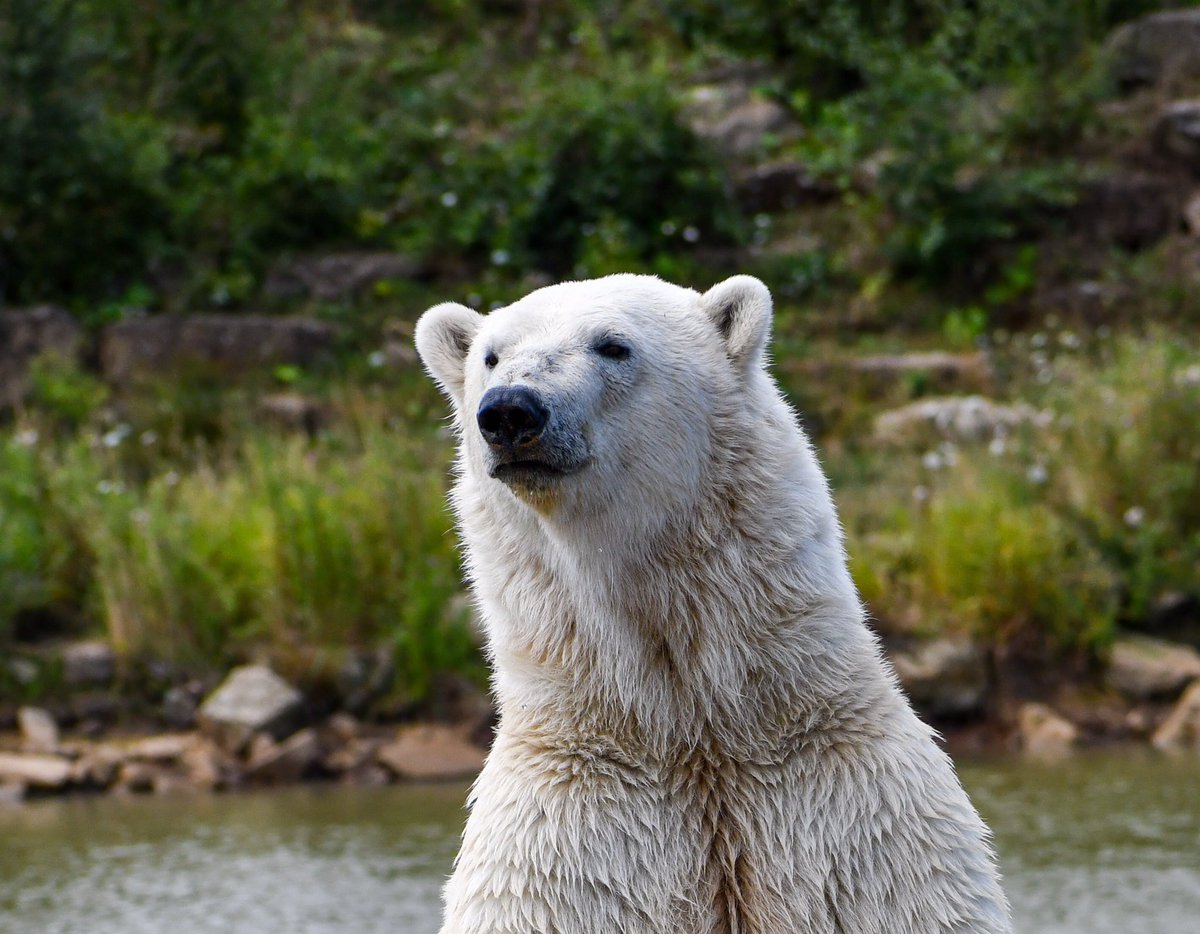 DarrenG8196's tweet photo. #Day5 of #polarbearweek we can all do our bit to help the #ClimateEmergency but leaders attending #COP27 can do much more. A big shout to @YorkshireWP team for the excellent #ProjectPolar I hope you like my photos #PolarBearWeek #DetectAndProtect #SaveOurSeaIce https://t.co/X2uFdUHZxG