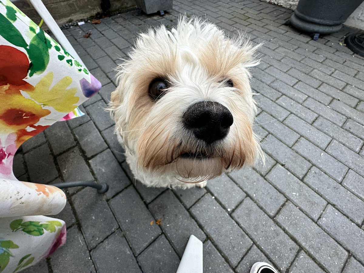 🥳 Pauly • 🐶 Nuky tweet media