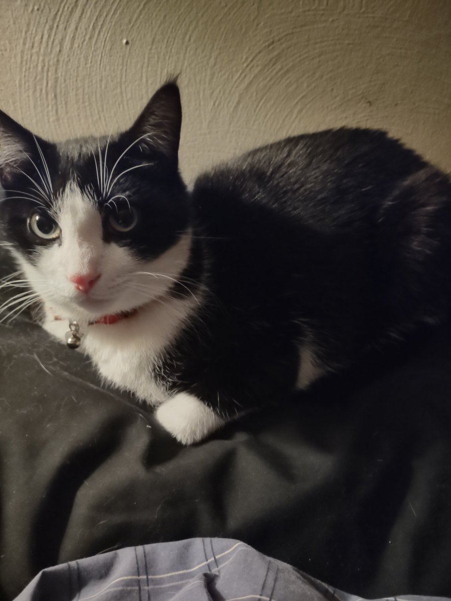 schmuckmann's tweet photo. @LittleKittyGame Jennipurr and Zeke https://t.co/GNJ58wDwO7