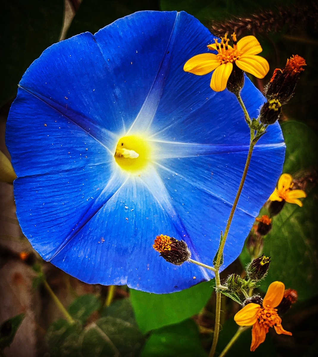 jwhirales's tweet photo. Blue wild flower / Flor silvestre azul #blue #blueflower #azul #florazul #wildflower #florsilvestre #puebla #mexico https://t.co/ctlcZTXBC7