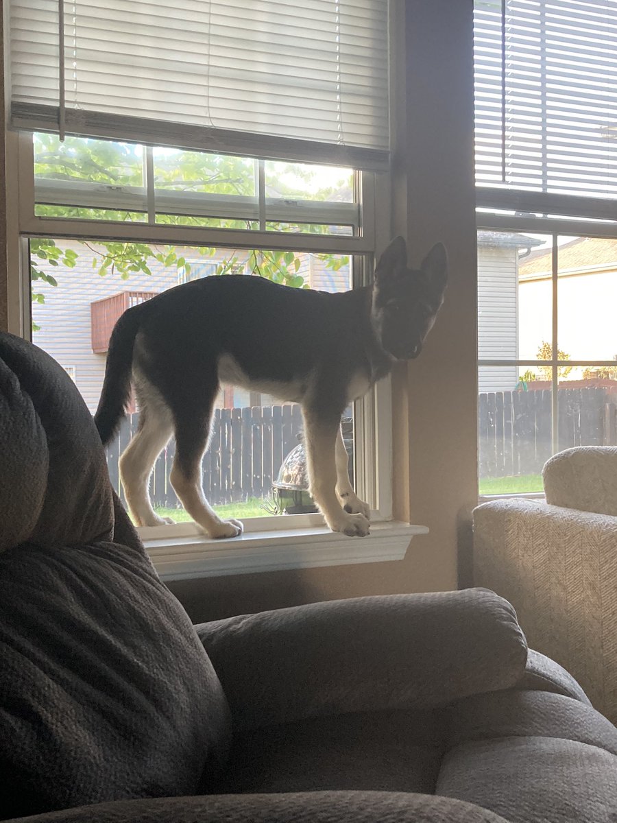brreeyuh's tweet photo. @bunsenbernerbmd Cooper, whose job is doing the opposite of whatever he’s told https://t.co/R5MV1emVBL