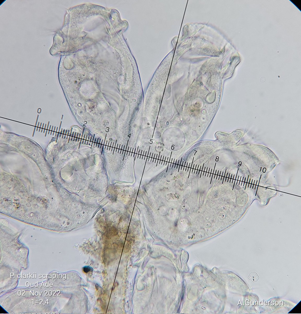 pbhbos's tweet photo. @Stadsgrachten @DrCrayfish @leiden2022 @CitSciLab @UniUtrecht @InvasieveExoten @leidschdagblad More detailed views on the sessile #cilliates, and the stalks. Body is approx 185 Micron long. Non-contractile stalks.
Also (to be identified) long strings of cells as shown in the last photo (2 Micron thick) #microscopy #invertebrate #freshwater #protozoa https://t.co/iP7EXqfLzl