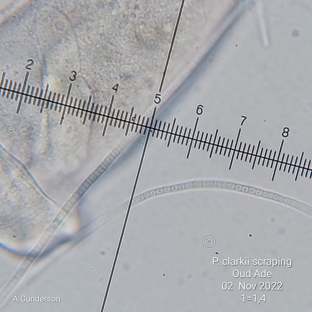 pbhbos's tweet photo. @Stadsgrachten @DrCrayfish @leiden2022 @CitSciLab @UniUtrecht @InvasieveExoten @leidschdagblad More detailed views on the sessile #cilliates, and the stalks. Body is approx 185 Micron long. Non-contractile stalks.
Also (to be identified) long strings of cells as shown in the last photo (2 Micron thick) #microscopy #invertebrate #freshwater #protozoa https://t.co/iP7EXqfLzl