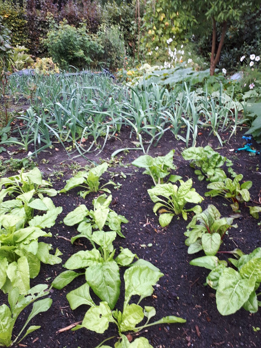 aNorthernGarden's tweet photo. I 'll be celebrating #NoDigDay by eating some of my #NoDig veg. @charlesdowding https://t.co/upcjRD0a4M