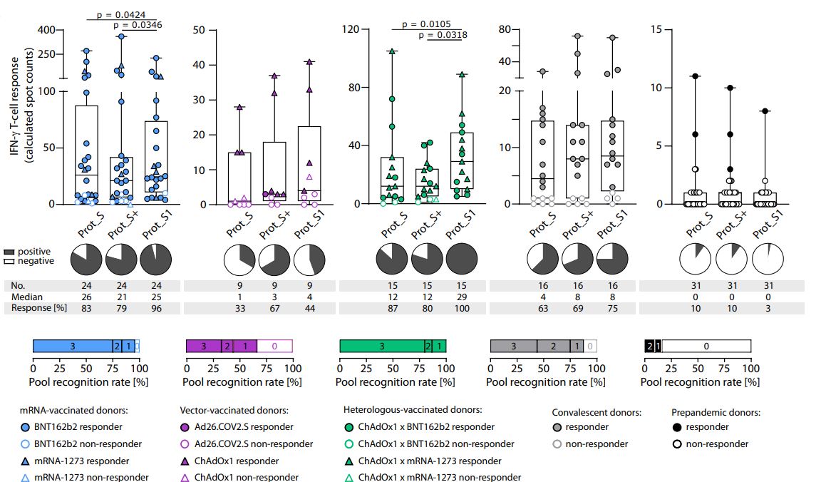 Science Immunology (@sciimmunology) on Twitter photo A new study compares #SARSCoV2 vaccines in people, suggesting that boosters did not vastly improve T cell responses—which were already sufficiently robust—but did improve antibody reactions. <a href="/uni_tue/">Universität Tübingen</a> <a href="/YMaringer/">yacine.maringer</a> <a href="/LabWalz/">Peptide-based Immunotherapy</a>
📄: scim.ag/pN A new study compares #SARSCoV2 vaccines in people, suggesting that boosters did not vastly improve T cell responses—which were already sufficiently robust—but did improve antibody reactions. <a href="/uni_tue/">Universität Tübingen</a> <a href="/YMaringer/">yacine.maringer</a> <a href="/LabWalz/">Peptide-based Immunotherapy</a>
📄: scim.ag/pN