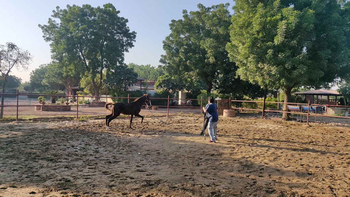 imsnehalvakilna's tweet photo. "There are many wonderful places in the world, but one of my favorite places is on the back of my horse"
#snehalvakilna  #SnehasavArts  #cybercrime #FirstCyberLawyer
#GujaratPolice  #horse  #horsetraining 
#jodhpur #Rajsthan #Warforce  #indiatravel  #indiatravel #travelblogger https://t.co/tUUQa5TcWF