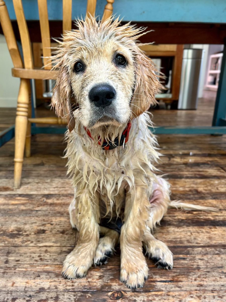 This is Everest. He swears he didn't see that puddle there. It came out of absolutely nowhere. Was splashing around in it out of pure surprise. 12/10