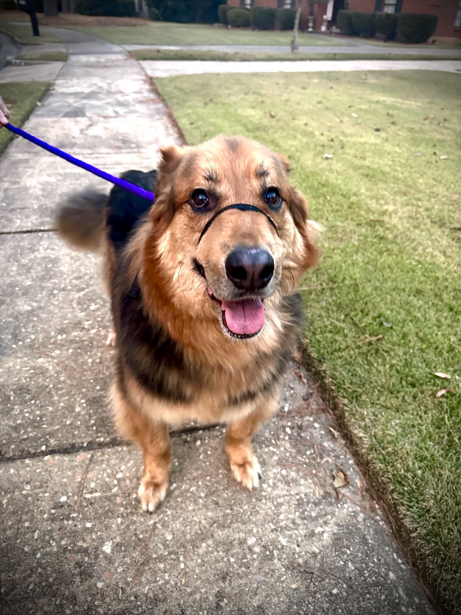 fivefrecklek9's tweet image. Sweet Edgar is working on his leash walking skills with Chase! We hope everyone has been able to get out and enjoy this weather!

@without_a_chase #leashtraining #leashmanners #dogtrainingmontgomery #fivefrecklek9