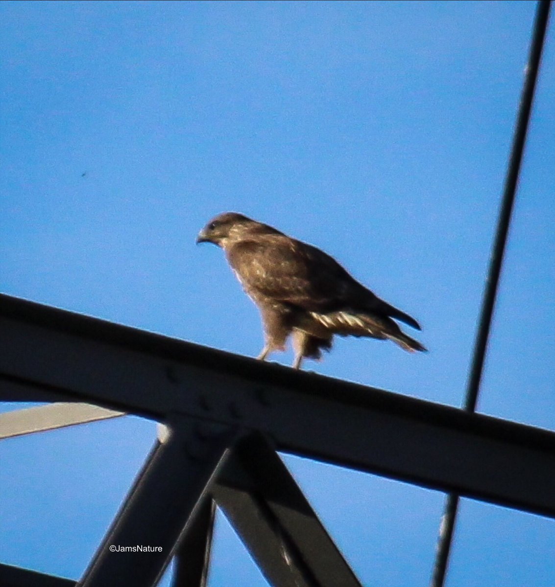 I kept saying to @ciaranshaman that weirdly, I’ve never seen a buzzard perched that I can photograph. Albeit from a distance so not that good quality, today I finally managed to see one perched on a pylon! 😀 chuffed to bits @teesbirds1