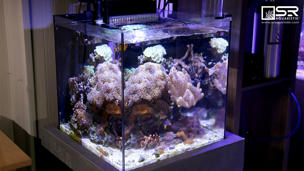 If you want to start a reefscape but don’t have much space, consider a nano reef! We’ve filled this one with everything from soft mushroom corals to stony skeleton frog spawn!
It’s a coral cornucopia! 
bit.ly/37WssA3 
#corals #reef #aquarium #nanoreef #nano #saltwater