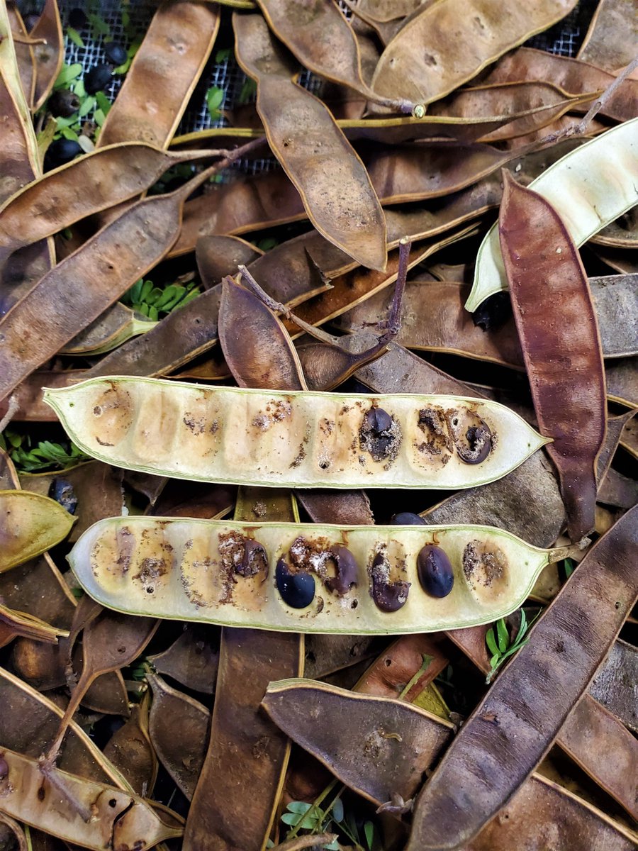 Gcell_garza's tweet photo. An important stage after seed collection is carefully processing seeds prior to storage. Each Tenaza pod is opened to inspect for seed herbivory, larvae like these are a challenge to restoration. We don’t know the extent of the damage until each pod is opened. @AmericanForests https://t.co/edvfVACYpZ