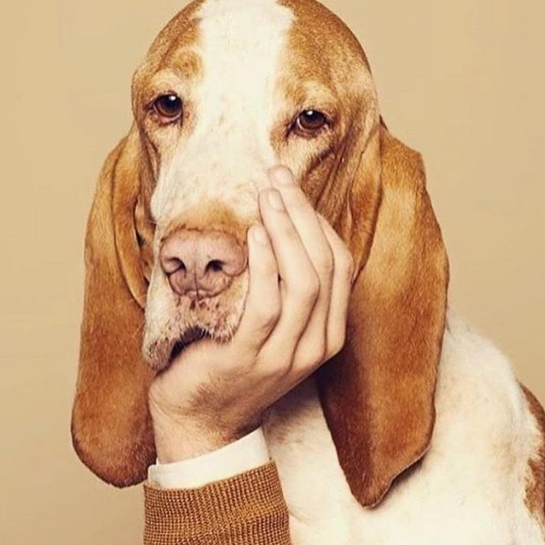 Deep in thought wondering when his next Ollie meal is and which recipe it's going to be. 

#ToKnowThemIsToLoveThem