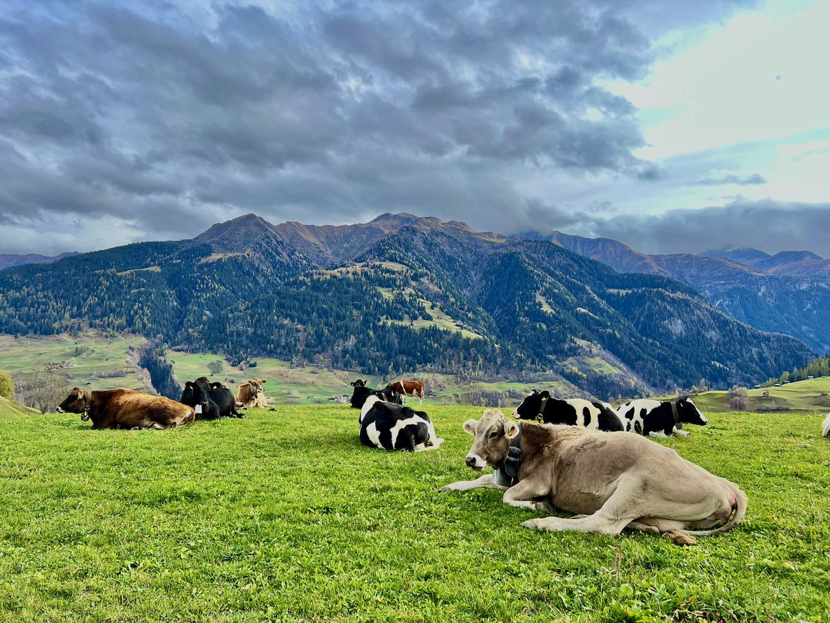 buddli's tweet photo. Die klare Luft reinigt das Atmen und Denken. Im kleinen Universum des #ValLumnezia löst sich das Unwesentliche auf, nimmt das Wichtige unaufgeregt dessen Platz ein. Einfachheit, Klarheit dominieren im Tal des Lichts.
#Vignogn @surselvatourism #destinationblue #destinationblue https://t.co/VpHsari460