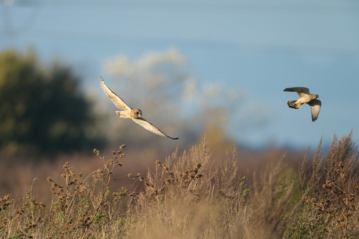 Short Eared Owl and Kestrel today at Saltholme. @teesbirds1 @RSPBSaltholme