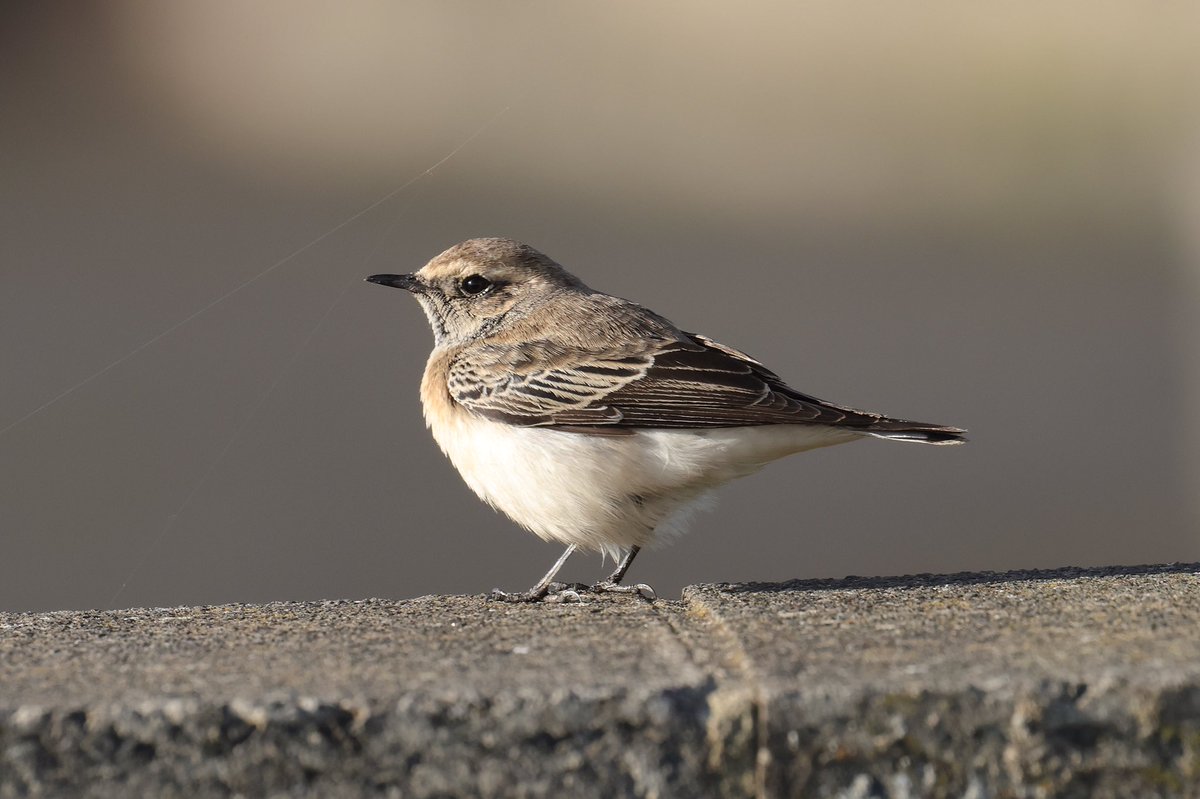 @teesbirds1 OOA, the Whitley Bay Pied Wheatear showed well.