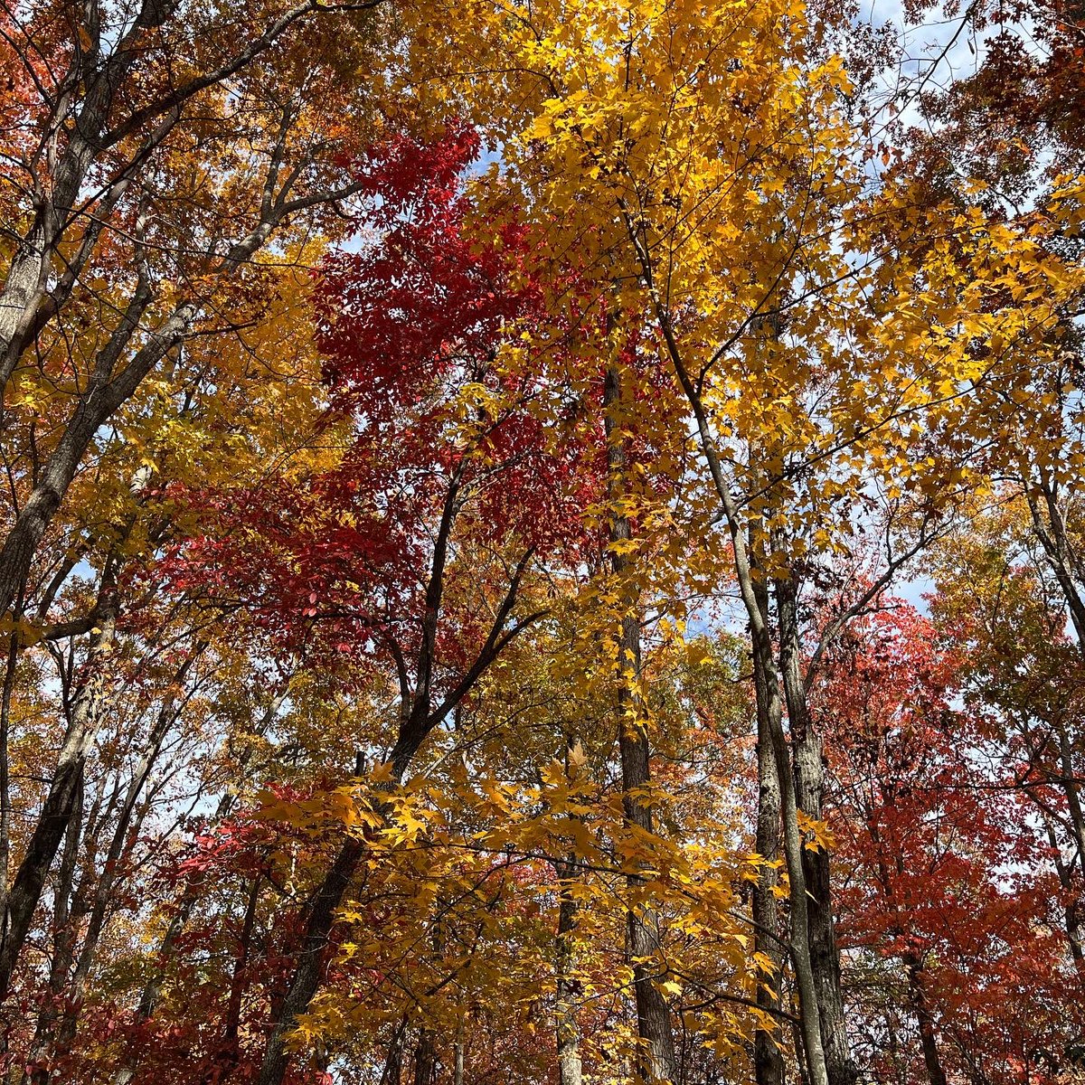 EcoForesters's tweet photo. This week’s #ViewFromTheCrew! One of our Forest Restoration Techs, Sarah Sussman, captured some beautiful shots of late-season fall colors in Dupont. What’s your favorite fall leaf color? 🍁 https://t.co/OatBLyw8ic