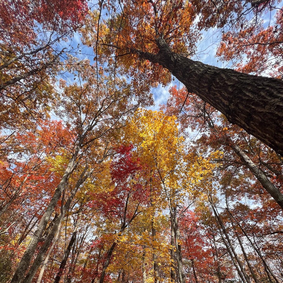 EcoForesters's tweet photo. This week’s #ViewFromTheCrew! One of our Forest Restoration Techs, Sarah Sussman, captured some beautiful shots of late-season fall colors in Dupont. What’s your favorite fall leaf color? 🍁 https://t.co/OatBLyw8ic