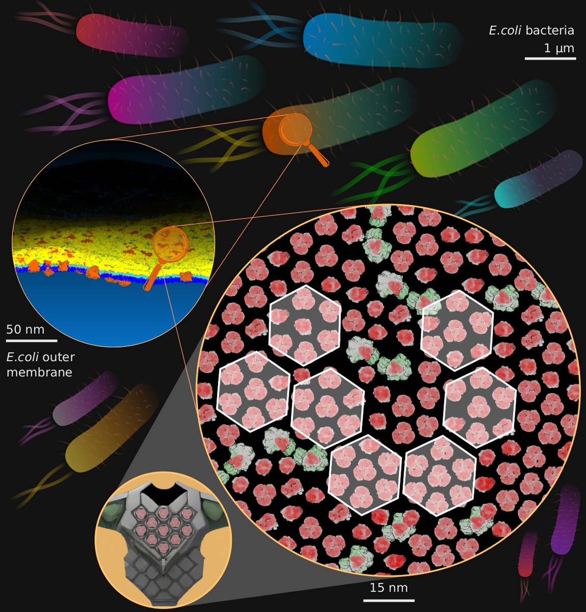 Dheeraj Prakaash (@dj_biophys) on Twitter photo My first research contribution on #bacteria with <a href="/ProfSyK/">Syma Khalid</a> published in <a href="/ScienceAdvances/">Science Advances</a>. Congrats all and thanks to the Alpha-team @KleanthousLab
Time to update textbooks on E.coli outer membranes!
doi.org/10.1126/sciadv…
My #sciart shows the hexagonal OMP armour in E.coli My first research contribution on #bacteria with <a href="/ProfSyK/">Syma Khalid</a> published in <a href="/ScienceAdvances/">Science Advances</a>. Congrats all and thanks to the Alpha-team @KleanthousLab
Time to update textbooks on E.coli outer membranes!
doi.org/10.1126/sciadv…
My #sciart shows the hexagonal OMP armour in E.coli