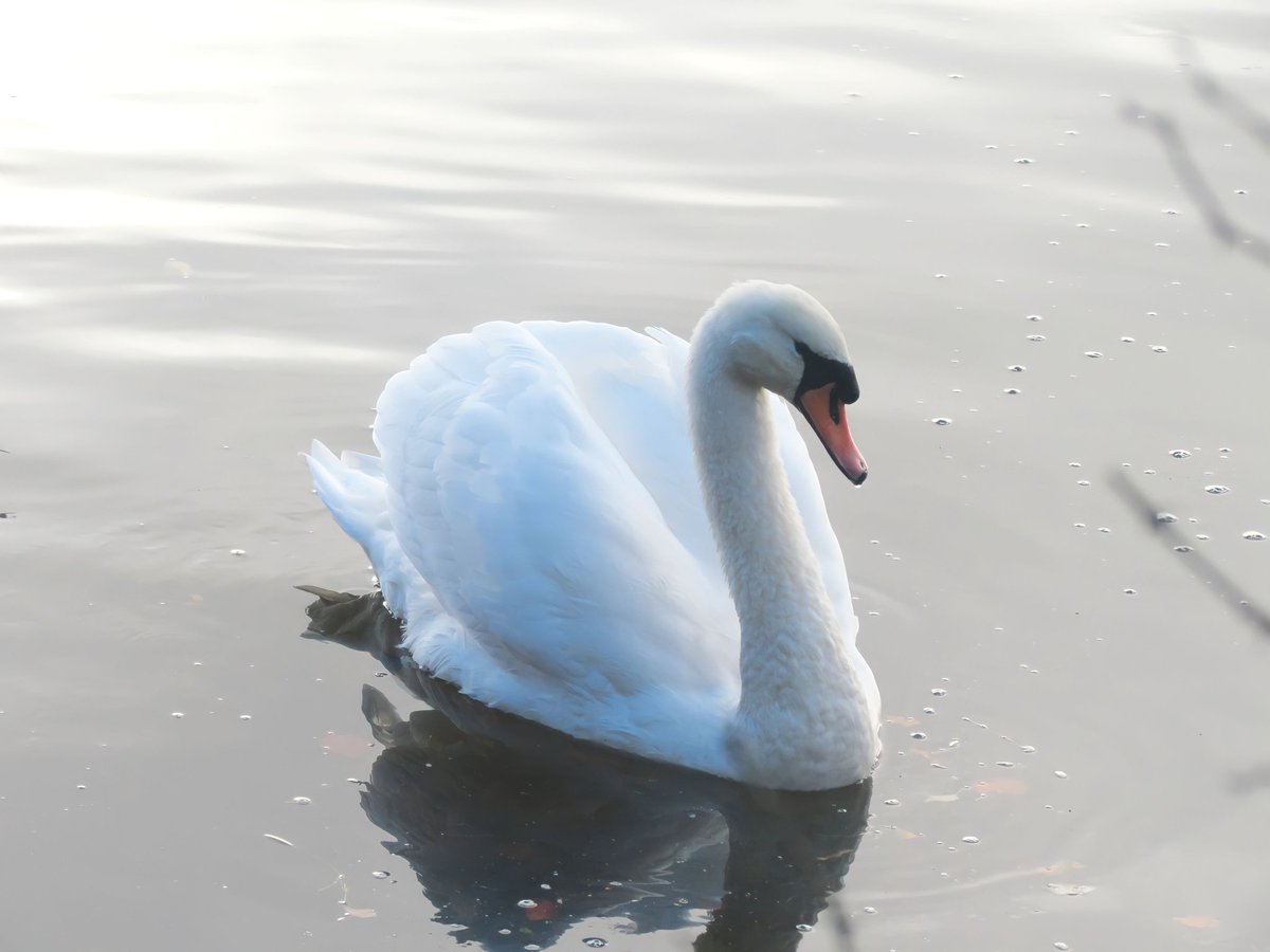 lucyswildlife's tweet photo. Angry Swan 🦢 *someone's dog jumped at it.. the countryside ranger in me wanted to start lecturing them about SOAC!* #Swan #wildlife #photography #knowthecodebeforeyougo @RSPBScotland https://t.co/dVNm1GjpA3