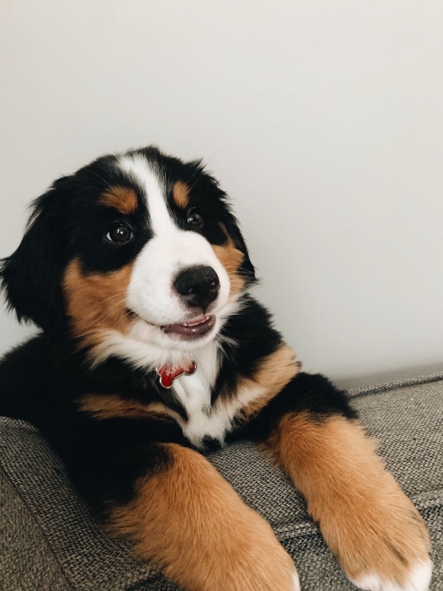 LittleDenene's tweet image. Throwback Thursday to Little Sophie.❤️
#twomonths #puppiesoftwitter #dogsoftwitter #tbt