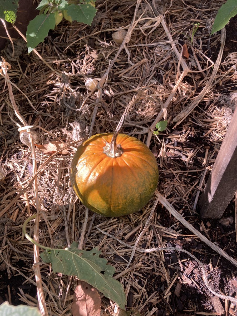 Our little Pierce pumpkin has been a movie star lately. Kindergarteners were VERY excited to share it with the Pierce students on the morning announcements.