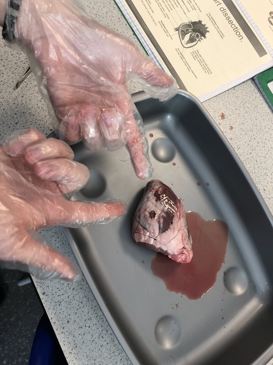 hope_science's tweet photo. Warning…gross alert! @hopeclassof2023 had the opportunity to get interactive while studying the heart. Some brave students completed dissections under the careful watch of Mr Downs. Well done everyone! https://t.co/EJqazEgkAn