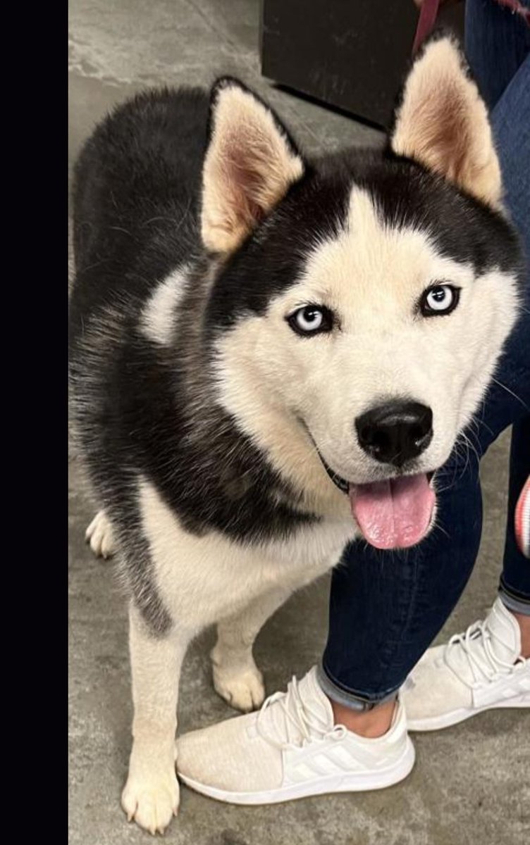 In the process of trying to find a companion for our dog to help her cope with a friend that's no longer around. Put an app in at the local humane society last week. Hope to get a chance at this good boy - we will see.