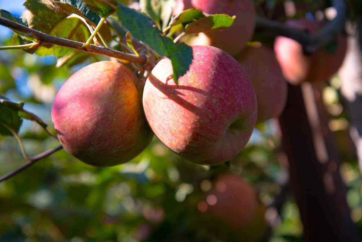 Apple harvest is coming to an end in Washington state. Did you know that over 4 billion pounds of #apples are picked annually in WA? Congratulations to all the growers in the PNW, and be sure to eat some #washingtonapples! 🍎