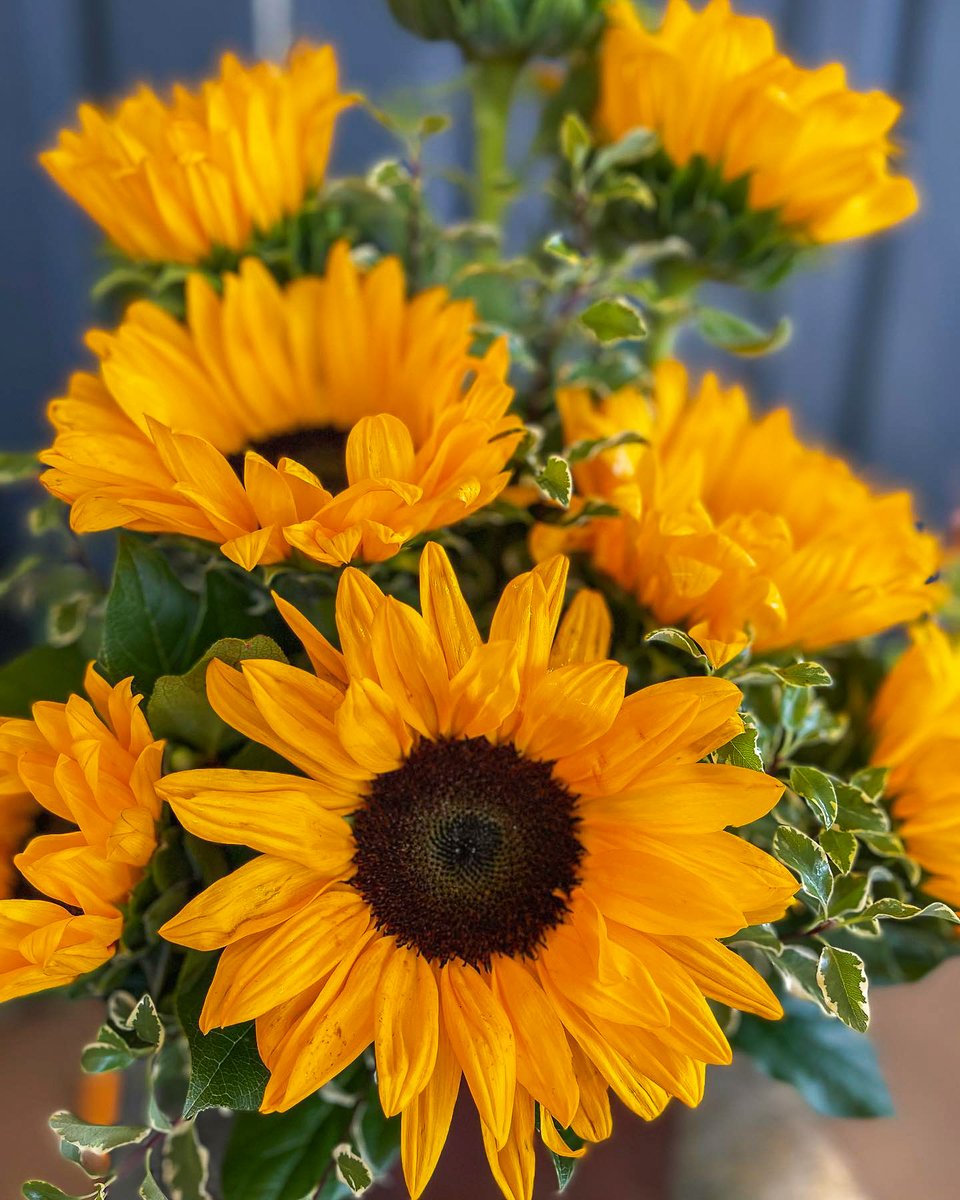 Here comes the sun(flower). 
📸:@suzannsflowers​ on IG
bit.ly/TeleflorasYour…