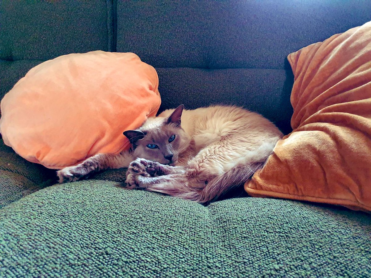 heyjalli's tweet photo. @bunsenbernerbmd This is Miro, my Chief Relaxation Officer: always quick to remind me that rest is productive, and a quiet moment in the sun can solve many problems 🥰 https://t.co/z1zEXTRumP