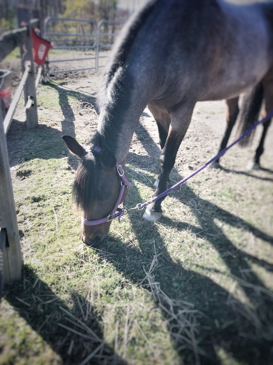 I grew up around horses, and being around them now always feels like going home. Yesterday, I got to hang out with my cousin and her beautiful Quarter Horse, Atlas. Back in Finland on Tuesday (where my horse time/access is sorely limited).