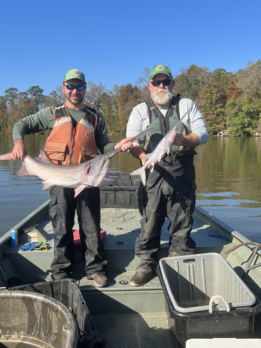 SRiderfishbio's tweet photo. We get #paddlefish in all sizes!! #Polyodon #AlabamaNativeFishes https://t.co/eQcRYYCjXE