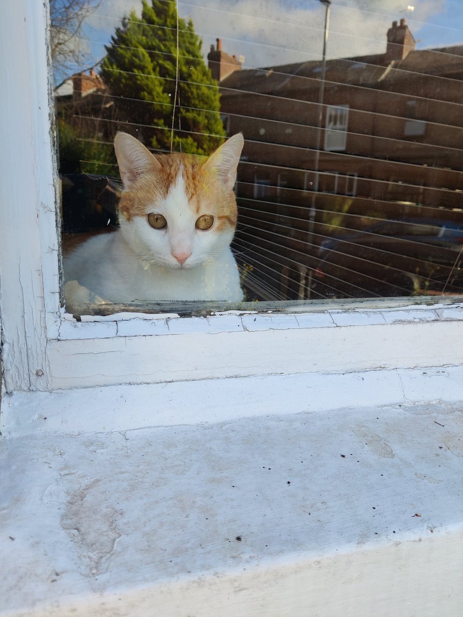 Walter watching the world go by....