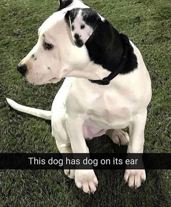 WholesomeMeme's tweet photo. https://t.co/08KGp081nD