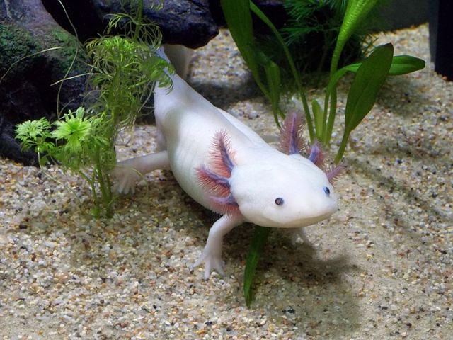 Three words. No explanation. Intellectual support Axolotl.