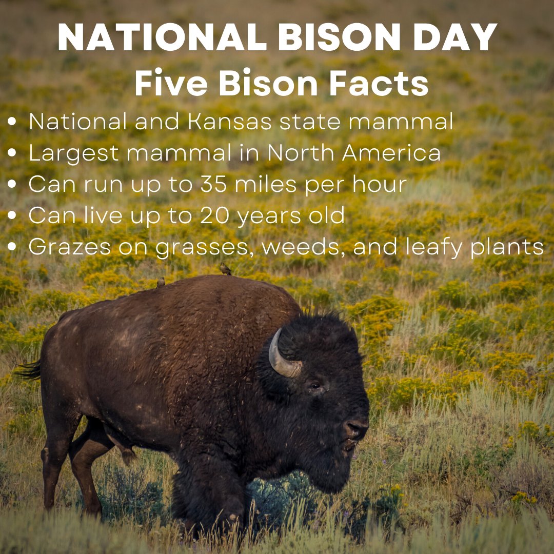 National Bison Day is Sat., Nov. 5 and we are celebrating! Join the FHDC from 10 am-12 pm and experience our bison box. We will also have stickers and coloring sheets available all day. Come learn about this majestic animal and its importance to the Flint Hills.
#nationalbisonday