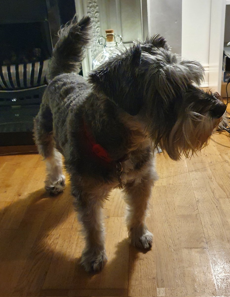 How handsome am I..... just saying😁🙃 <a href="/BrodHiggins/">misneachhiggins.bsky.social</a> #dogs #SchnauzerGang <a href="/VivianLambert59/">Vivian Lambert 🇺🇦</a>
