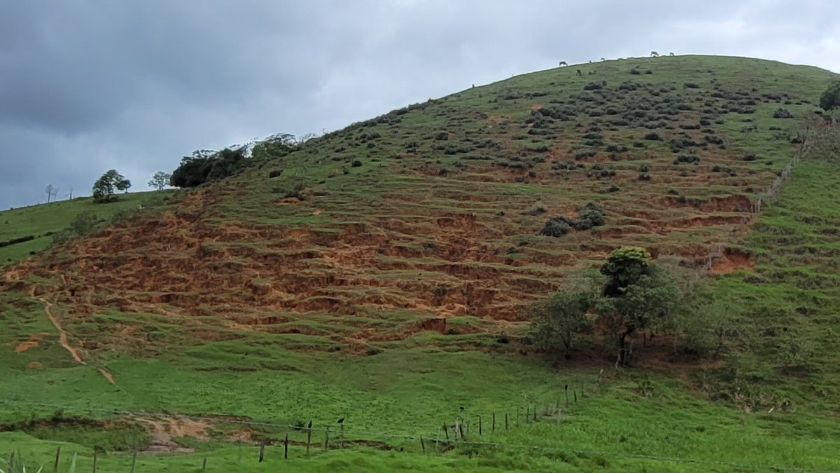 Aroeira 🌿 tweet media