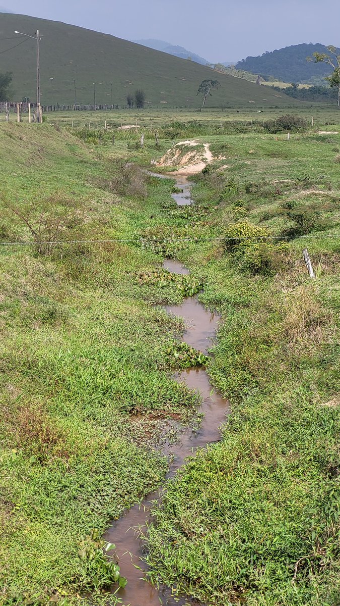 Aroeira 🌿 tweet media