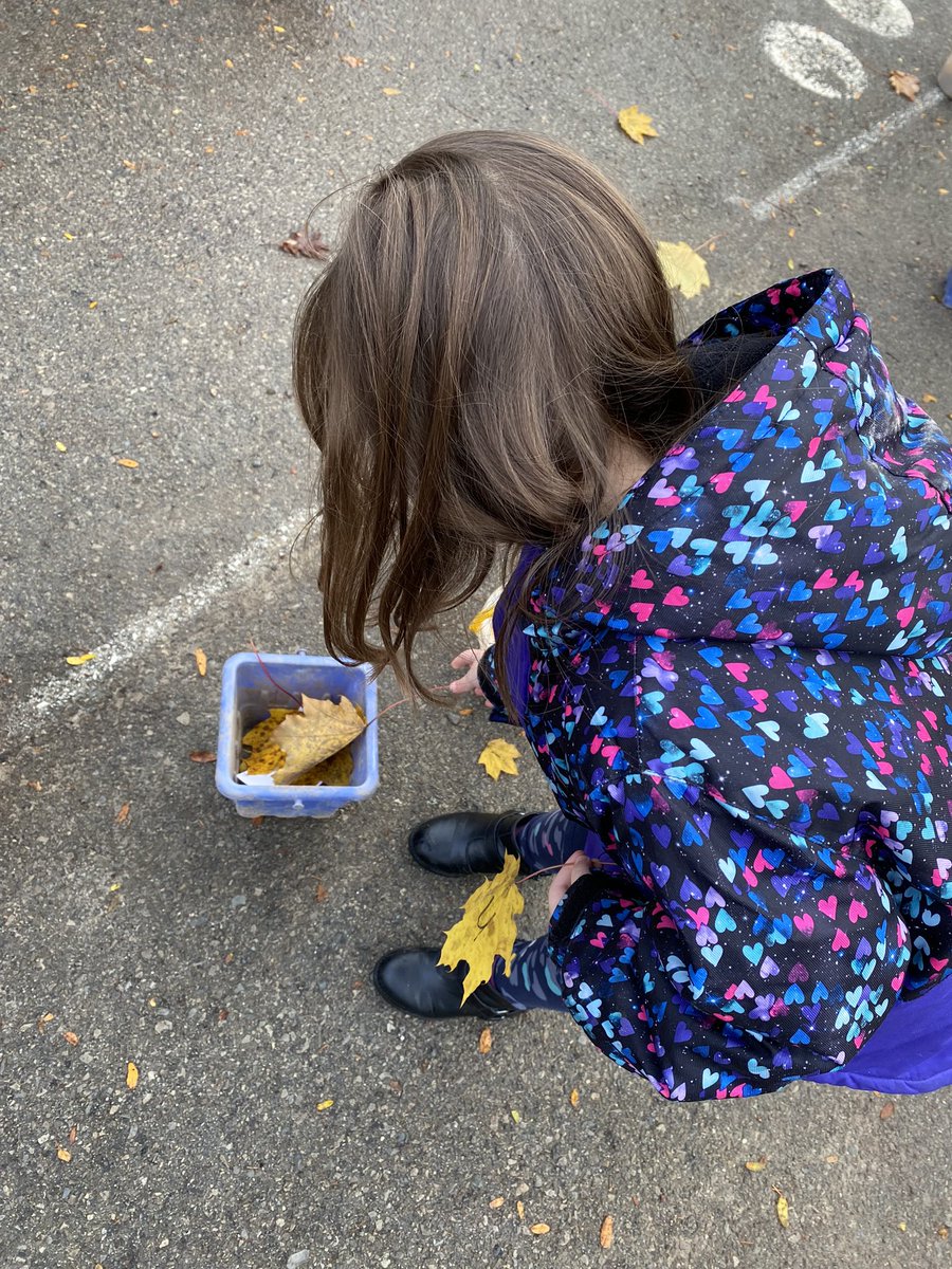 “Letter leaves” in the kinder courtyard today! Some leaves had letters written on them and the kinders’ wrote the letters they have been learning on the leaves as well. They sorted the “letter leaves” by letter sound! <a href="/SchoolPlymouth/">Plymouth School</a> #RST <a href="/dsbn/">District School Board of Niagara</a>