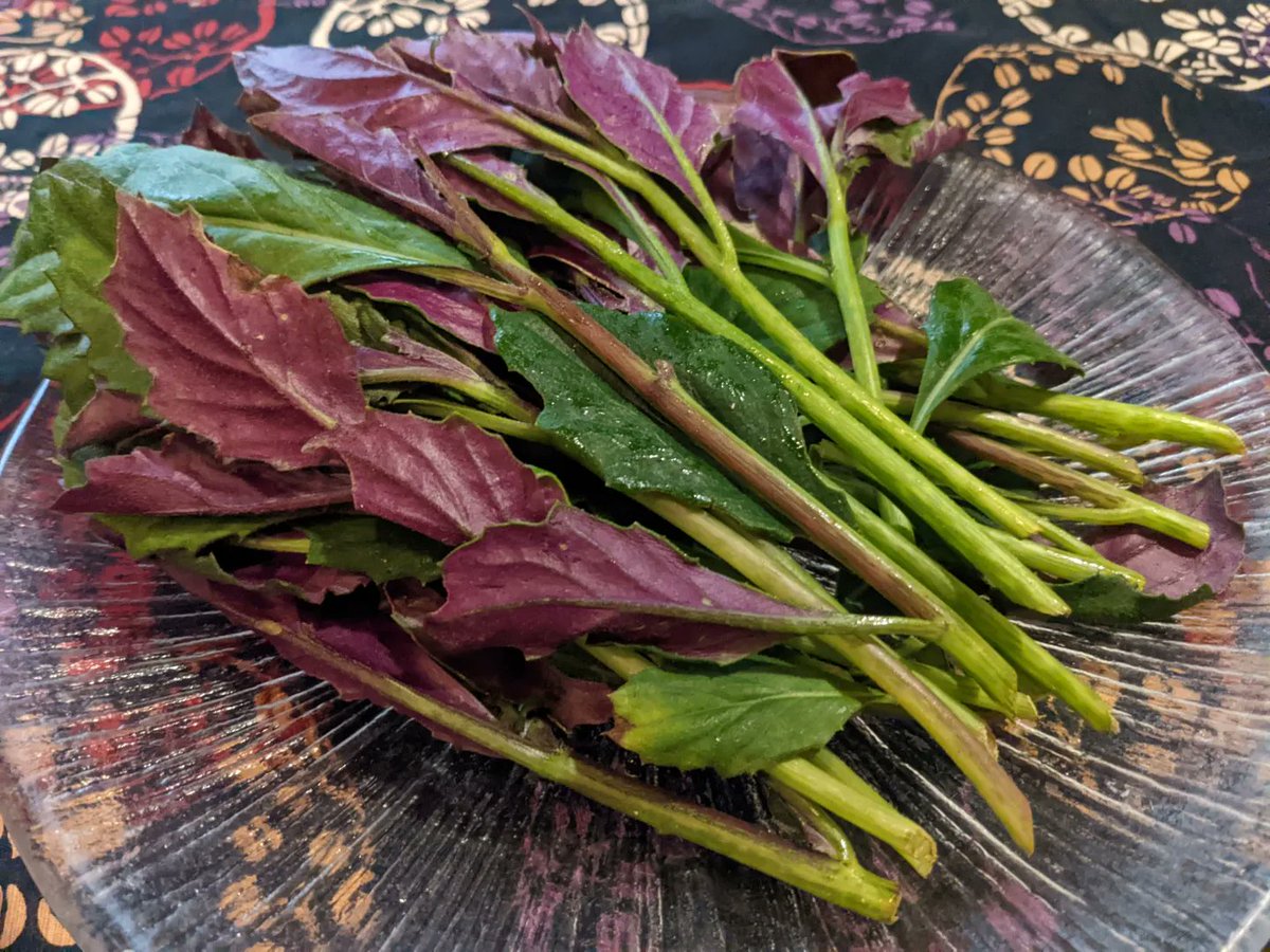 【金時草】 加賀野菜の１つ 式部草、水前寺菜等の呼び名も お浸しにすると綺麗な赤紫色が出てきます