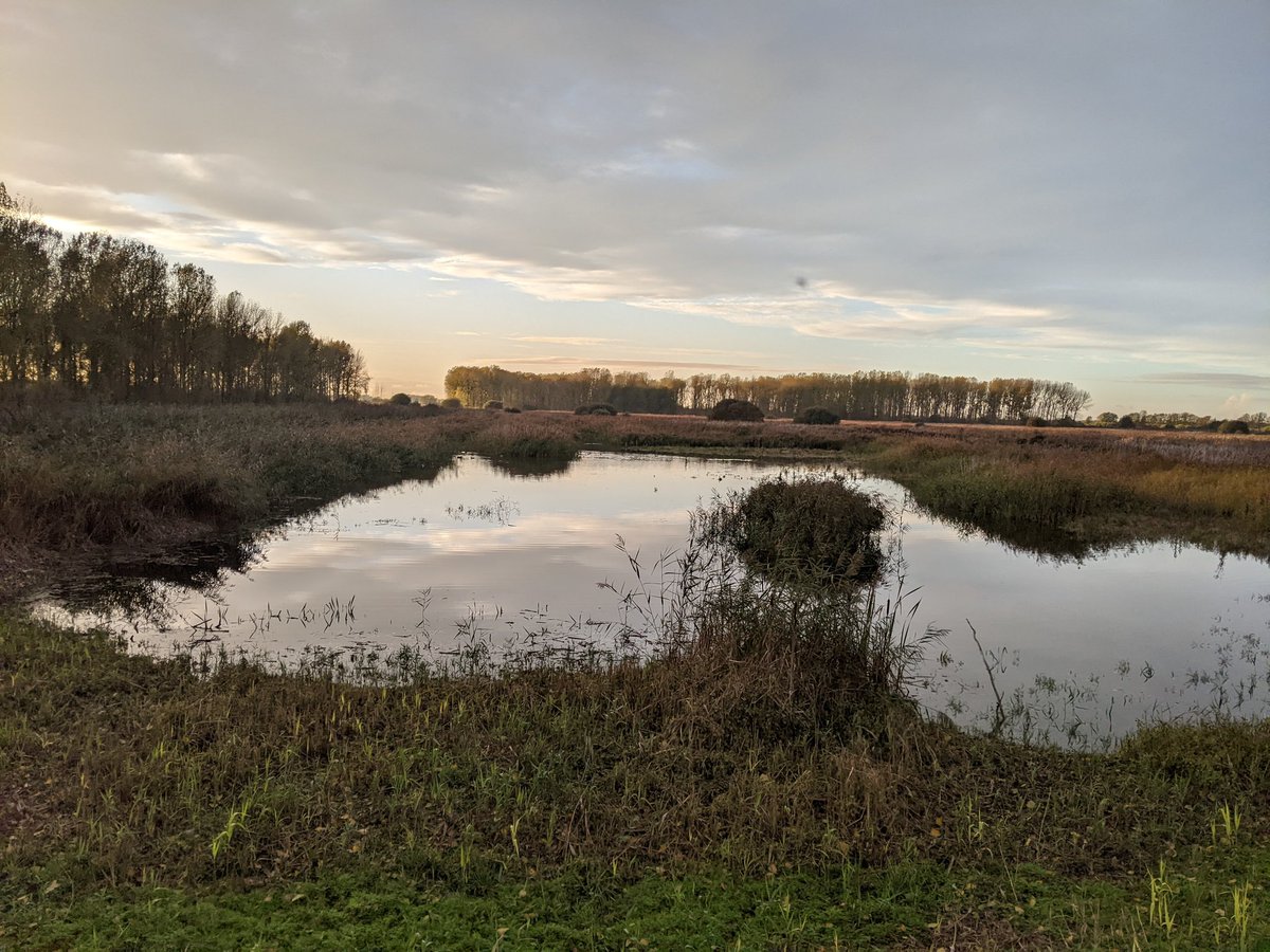 Abstracting from the Little Ouse now for 2 days and the first reedbed now has water in the pools. Levels are now what you would see in August in an average dry year having come up 60cm after putting in 15,000 m3. Will need another 70cm to get to winter level <a href="/RSPBLakenheath/">RSPB Lakenheath Fen</a>