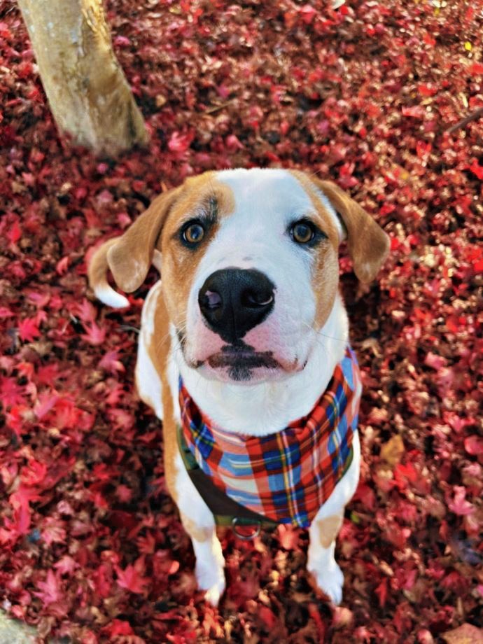 alyssageorgeann's tweet photo. Did I just spend the last two hours doing a photo shoot with my dog and editing the pictures? Yes, yes I did. Hims is so handsome 🥹 https://t.co/fJqzNtftrJ