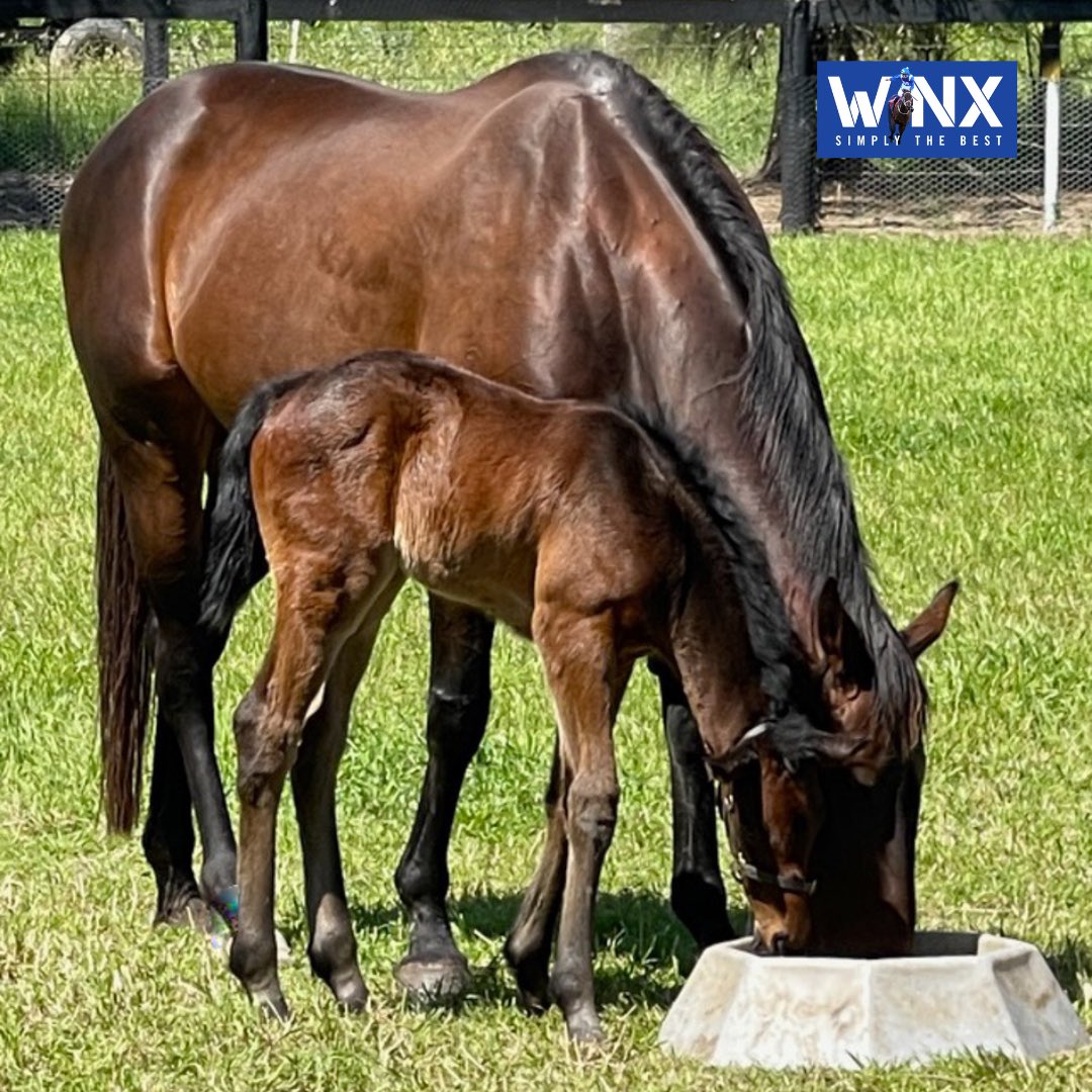 Both Winx & her Pierro filly are doing really well after 3wks. The Tighe, Kepitis and Treweeke families are looking forward to seeing Winx continue her breeding journey. This year - she will visit Snitzel at Arrowfield. @cwallerracing @SkyRacingAU @7horseracing @Racing