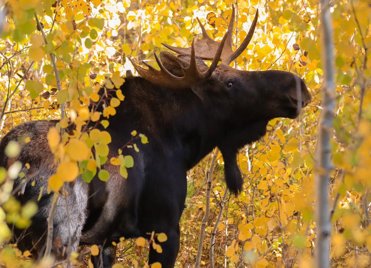 VisitUtah's tweet photo. Did someone say No Shave November?
When it comes to facial hair, moose rock some of the baddest beards on the mountain, but it's important to admire those goatees from afar—at least 25 yards. #ForeverMighty
📸: explore_paige on IG https://t.co/CCQP86cx36